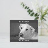 美しいスープに浸かる犬の白黒写真|過去記事 シーズンポストカード (スタンド正面)