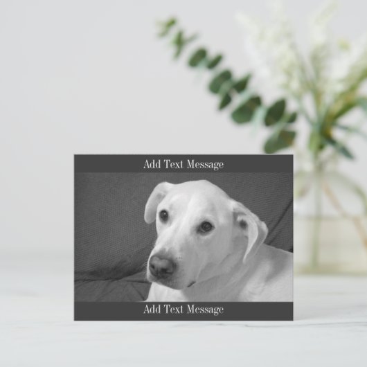 美しいスープに浸かる犬の白黒写真|過去記事 シーズンポストカード (スタンド正面)