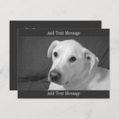 美しいスープに浸かる犬の白黒写真|過去記事 シーズンポストカード (正面/裏面)