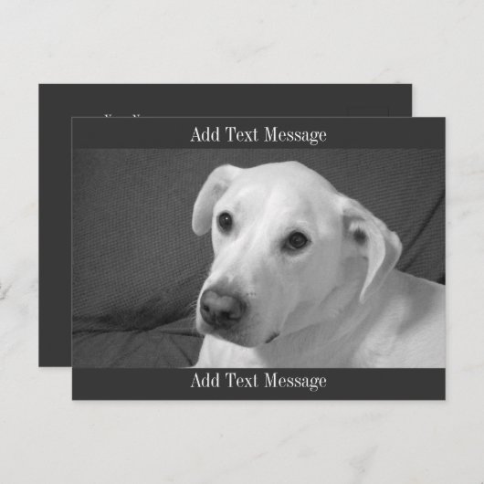 美しいスープに浸かる犬の白黒写真|過去記事 シーズンポストカード (正面/裏面)