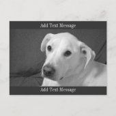 美しいスープに浸かる犬の白黒写真|過去記事 シーズンポストカード (正面)