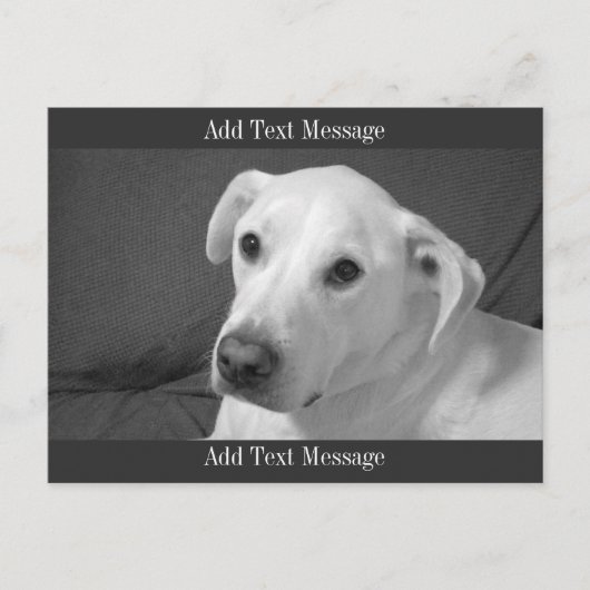 美しいスープに浸かる犬の白黒写真|過去記事 シーズンポストカード (正面)