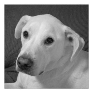 美しいスープに浸かる犬の白黒写真 過去記事 ポスター
