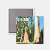 美しいセコイアマグネット！ マグネット (正面/裏面)