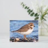 美しいセミパルマトプロバーアットビーチ ポストカード (スタンド正面)