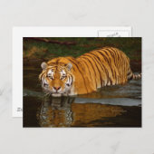 美しいタイガーフォトティーズ、GIfts カスタマイズ - ポストカード (正面/裏面)