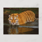 美しいタイガーフォトティーズ、GIfts カスタマイズ -  ポストカード (正面)