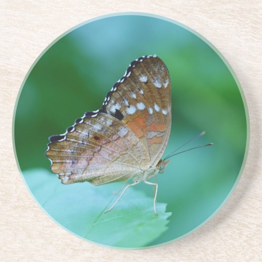 美しいダナウスプレクシプスが葉に止まっている コースター (正面)