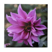 美しいダリアの花 タイル (正面)