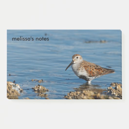 美しいダンリンショアバードサンパイパーがソロに ポストイット (正面)
