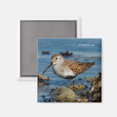 美しいダンリンショアバードビーチ マグネット (正面/裏面)