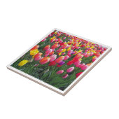 美しいチューリップの写真のデザインの写真 タイル (側面)