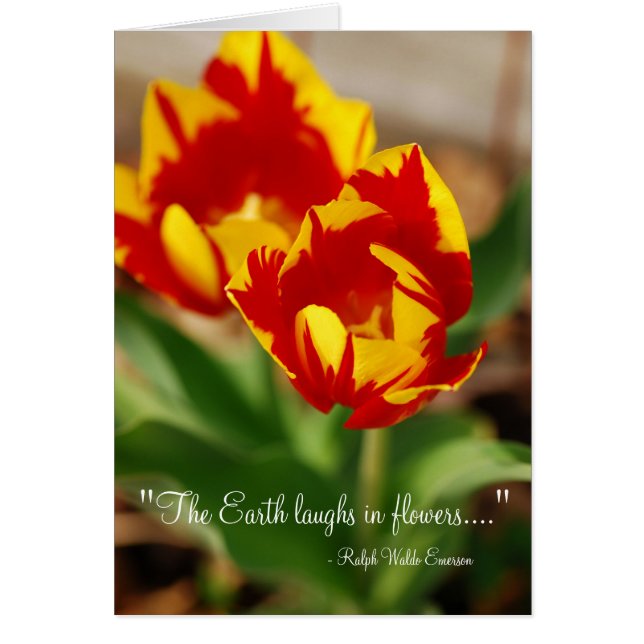 美しいチューリップ (正面)