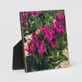 美しいチューリップ フォトプラーク (正面)