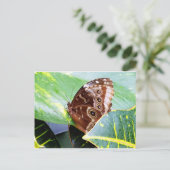 美しいチョウ目昆虫、褐色のたんぽぽの絵 ポストカード (スタンド正面)