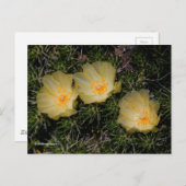 美しいチリの黄色いサボテンの花 ポストカード (正面/裏面)