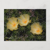美しいチリの黄色いサボテンの花 ポストカード (正面)