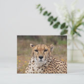 美しいチーズポートレート ポストカード (スタンド正面)