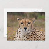 美しいチーズポートレート ポストカード (正面/裏面)