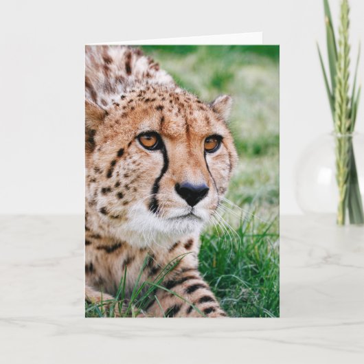 美しいチーズ – グリーティングカード (正面)