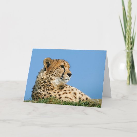 美しいチーター-グリーティングカード。 カード (正面)
