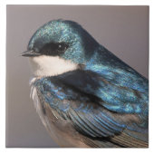 美しいツバメの歌鳥がワイヤーに止まって タイル (正面)