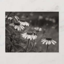 美しいデイジーの素晴らし花の写真撮影。 ポストカード
