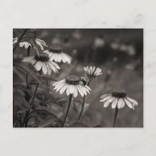 美しいデイジーの素晴らし花の写真撮影。 ポストカード