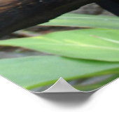 美しいトゥーカンの巨大な写真! ポスター (角)