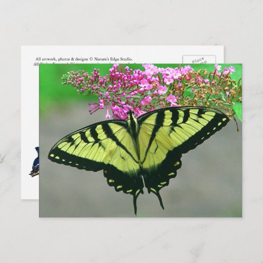 美しいトラのアゲハチョウの蝶郵便はがき6 ポストカード (正面/裏面)