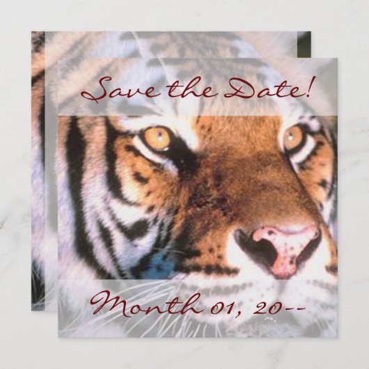 美しいトラの発表 セーブザデート (正面/裏面)