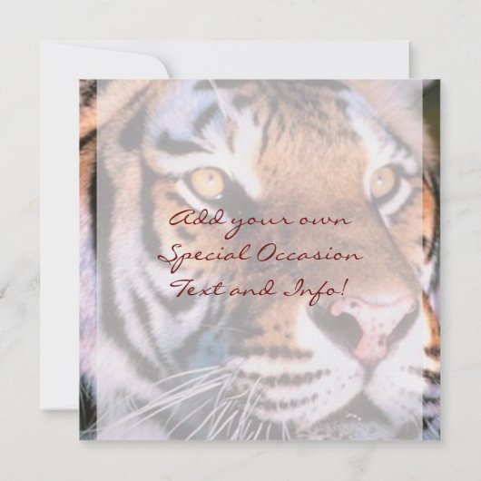 美しいトラの発表 セーブザデート (裏面)