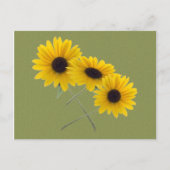 美しいトリプルひまわり写真 グリーン背景 ポストカード (正面)