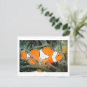 美しいトロピックフィッシュポストカード ポストカード (スタンド正面)