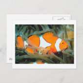 美しいトロピックフィッシュポストカード ポストカード (正面/裏面)