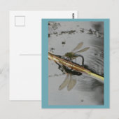 美しいトンボの水の上にDIYはがき ポストカード (正面/裏面)
