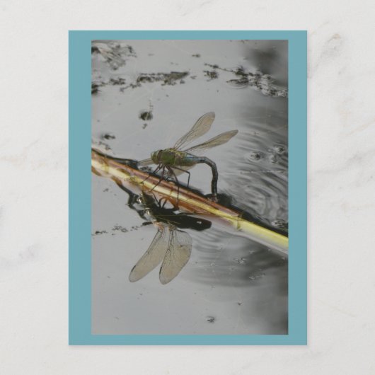 美しいトンボの水の上にDIYはがき ポストカード (正面)