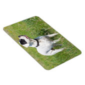 美しいドゴアルゼンチーノ マグネット (右側)