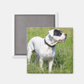 美しいドゴアルゼンチーノ マグネット (正面/裏面)