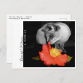 美しいハイビスカス…&バブル ポストカード (正面/裏面)