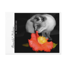 美しいハイビスカス…&バブル