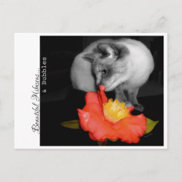 美しいハイビスカス…&バブル ポストカード