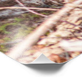 美しいハイランド牛 フォトプリント            (角)