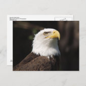 美しいハゲワシ・・・ ポストカード (正面/裏面)