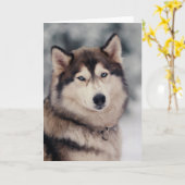 美しいハスキーのアウトドア カード (黄色い花)
