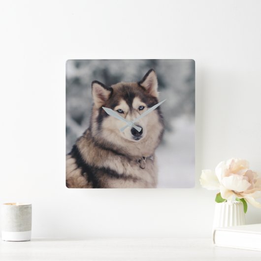 美しいハスキーのアウトドア スクエア壁時計 (ホーム)