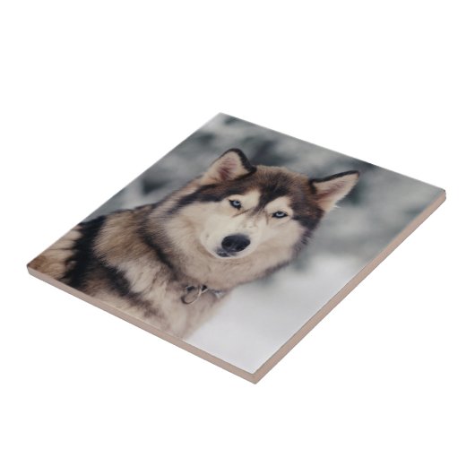 美しいハスキーのアウトドア タイル (側面)