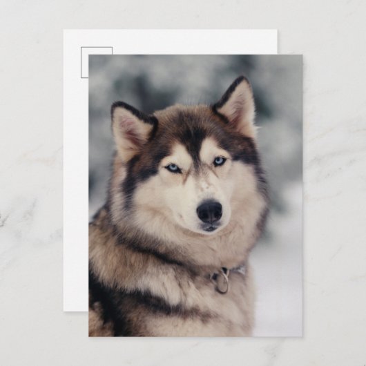 美しいハスキーのアウトドア ポストカード (正面/裏面)