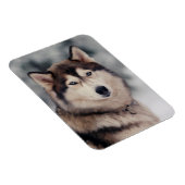 美しいハスキーのアウトドア マグネット (右側)