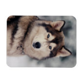 美しいハスキーのアウトドア マグネット (横)